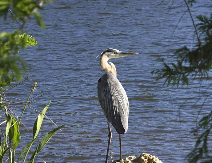 Island-bird-tour